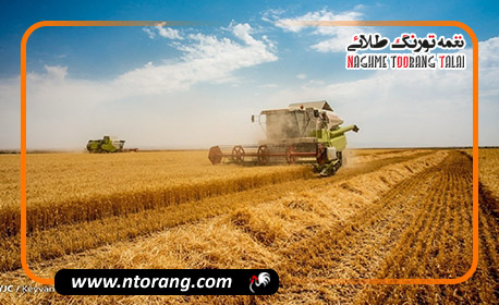 هشدار جایگزینی گندم به عنوان خوراک دام